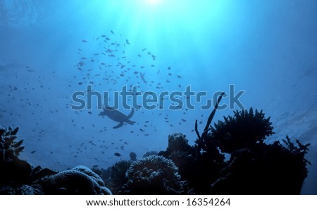 A lone silhouetted turtle glides between a school of fish over a Fijian reef