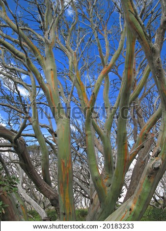 Colourful bark of snow gum tree