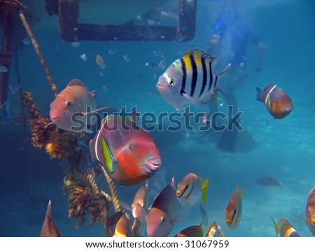 Smiling fishes