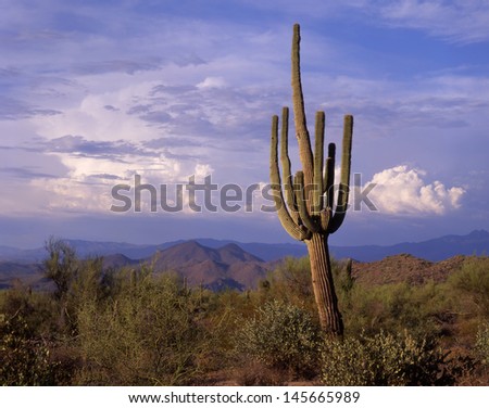 Saguaro cactus, blooms, ribs, arms, and desert life/ saguaros/Only in the Southwest of the USA and the northern part of Mexico can this the worlds largest cactus be found.