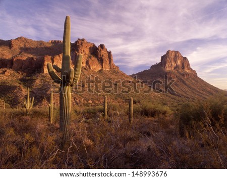 Saguaros, the worlds largest cactus, symbolical of the Southwest part of the US and northern Mexico./Saguaro/Here in the superstition wilderness area, the saguaro grows  in a hot,  mountainous region