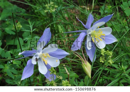 Wild flowers, alpine wild flowers, in the Colorado Rocky Mountains/alpine flowers/Columbine/ The blue columbine is the state flower of Colorado. It\'s a summer flower and found at higher elevations.