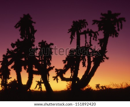 Cholla, chainfruit, so named because of the chains of fruit hanging down from the stock of this dreadful plant of the desert./Cholla/ it is a tie between a rattlesnake or cholla, I\'ll take the snake.