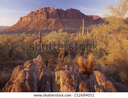 Desert plants include hedgehogs and cholla, both are dangerous to run into. desert cactus/They grow side by side on bare rocky ground with long spiked thorns that can penetrate leather and flesh.