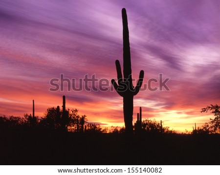 Silhouetted saguaro cactus against a colorful morning sky/ Saguaro Cactus/ Found only in Arizona, southeastern California and Mexico the saguaro cactus is the trademark for 