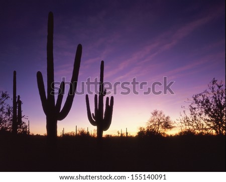 Silhouetted saguaro cactus against a colorful morning sky/ Saguaro Cactus/ Found only in Arizona, southeastern California and Mexico the saguaro cactus is the trademark for \
