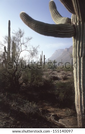 Saguaro cactus living on the Sonoran desert in Arizona, a hot and arid climate./Saguaro Cactus/ The largest cactus in the world, the saguaro surviving on less than nine inches of rain each year.