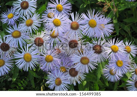 Wild flowers, alpine fall flowers,/ Asters/At an elevation of ten thousand feet or higher the hardy aster flower brings color to many lake shores, mountain sides and food for all small creatures.