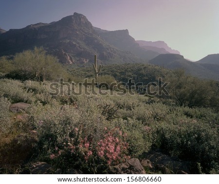 Fairy dusters are the spring flowers on the desert. Desert cactus and paloverde trees are the back drop for this pink arrangement of blooms/Spring desert/ This is spring in the Superstition Mts. AZ.