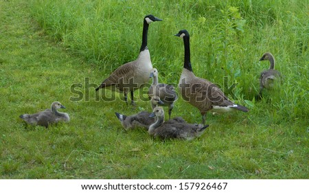 Canada Goose family./ Canada Goose/ One of the most familiar birds of North America, can be found on ponds, marshes and farmlands. Spring green fields are inviting and necessary for feeding the young.