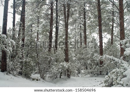 Arizona can be cold with blizzard conditions at seven thousand feet./snow storm/When the blizzard hit the snow was horizontal to the ground. Beautiful against the red rock and dark green forest.