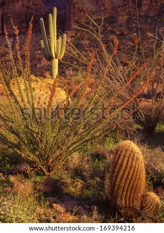 Southwest desert as winter rains bring out the red in barrel cactus and ocotillo../wet desert/Barrel cactus, ocotillo and saguaro,all soak up life sustaining rain water on a rocky mountain side.