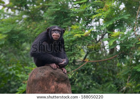 Chimpanzee in the zoo