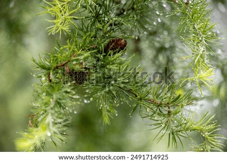 Similar – Image, Stock Photo Conifer branch with raindrops
