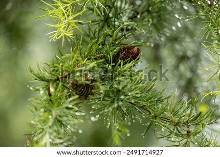 Similar – Image, Stock Photo Conifer branch with raindrops