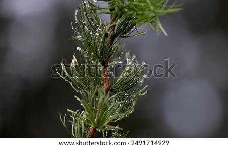 Similar – Image, Stock Photo Conifer branch with raindrops