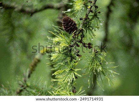 Similar – Image, Stock Photo Conifer branch with raindrops