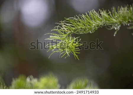 Similar – Image, Stock Photo Conifer branch with raindrops