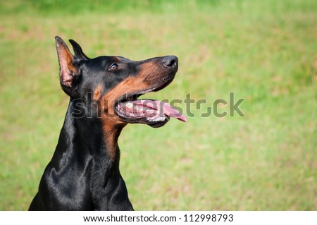 Doberman dog training obedience on grass field