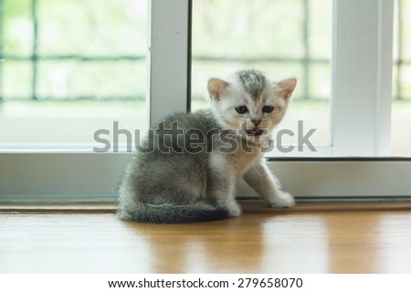 Kitten. Baby cat. Little cute cat.