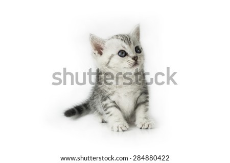 Cute Baby Kitten On White Background Stock Photo 284880422 : Shutterstock
