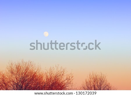 Gracefull nature background - clear blue sky and full moon over tree tops at evening