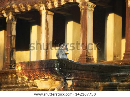 Image of young macaque monkey with a piece of bread sitting on the ancient destroyed terrace of Angkor Wat temple, Siem Reap, Cambodia, South East Asia