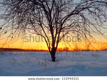 Beautiful scenic view - evening winter landscape with shadow figure of naked tree against the background of bright colorful sunset over snow covered field in Moscow region, Russia