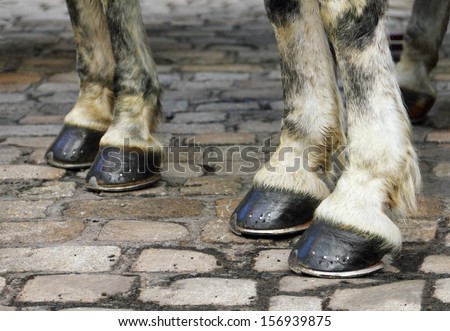 Image with pair of white horse hooves on a block pavement. Christmas days in the old city of Vienna, Austria, Central Europe