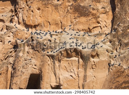 Beautiful nature image - ashen mountain (volcanic rock) wall with flock of wild pigeon siting on it in Uchisar, Aksaray Province, Cappadocia, Central Anatolia, Turkey