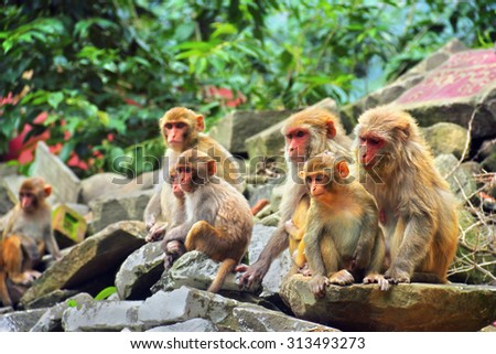Group of Macaque monkey in ancient temple in Rewalsar city (Tsopema), Himachal Pradesh, India