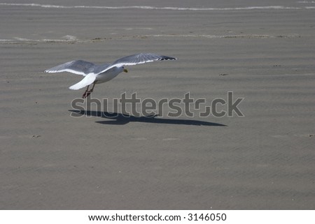 low flying gull and shadow on the sand