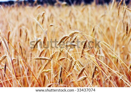 Golden wheat on the plant.