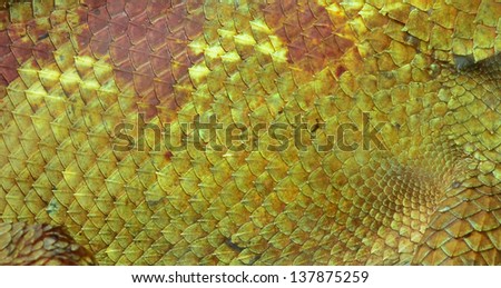 Close-up of Four-horned Chameleon skin, Chamaeleo quadricornis