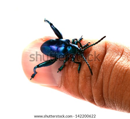 Purple Swollen-legged Beetle isolated on white background