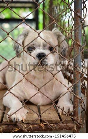Shih Tzu  lonely dog in cage