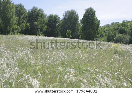 Feather grass on meadow in summer forest