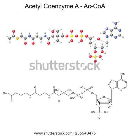 Structural chemical formula and model of Acetyl Coenzyme-A - Ac-CoA, 2d and 3d illustration, isolated vector, eps 8