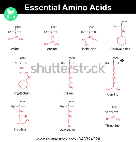 Main essential amino acids with marked radicals, chemical structural formulas, 2d vector set on white background, eps 8