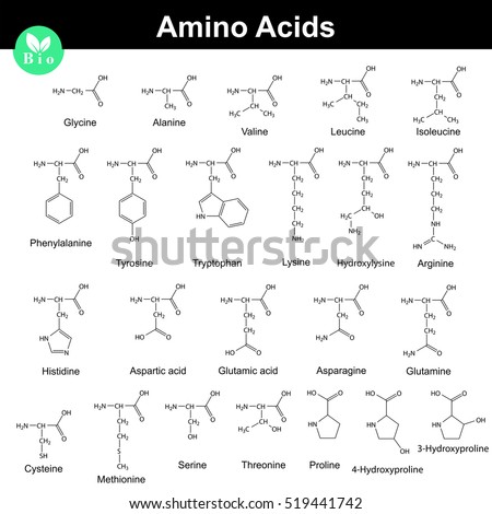 Biogenic amino acids, molecular structures, 2d chemical vector illustration isolated on white background, eps 8