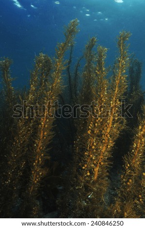 Shallow water brown sea weeds with bubble-like floats