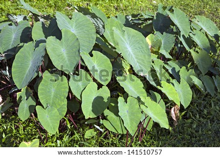 Lush green leaves of a red stem perennial root crop, Bloody Mary, taro known as gabi in the Philippine Islands. Tubers are eaten as a root crop.