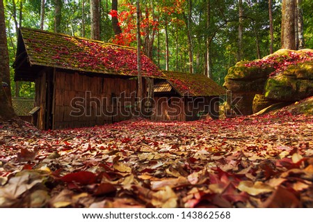 Landscape view of a home in the fall with all the colorful ,autumn maple leaves