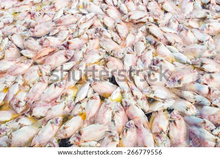 Dead fish due to water pollution.