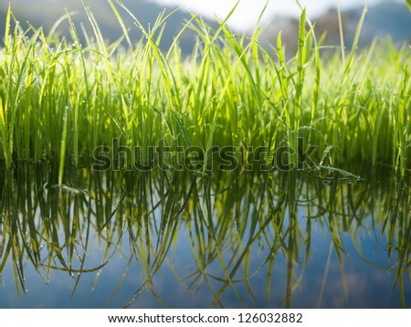 Green grass with water reflex