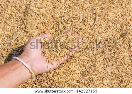 Rice seed in farmer hand