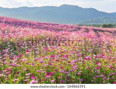 Pink cosmos flower fields with mountain background