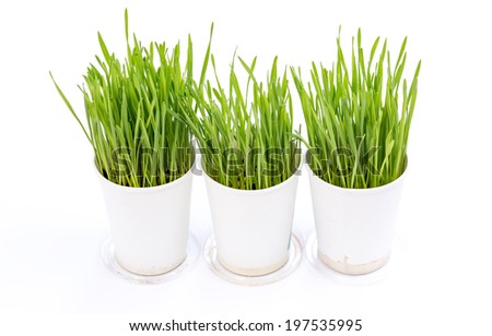 Wheat grass isolated on white background