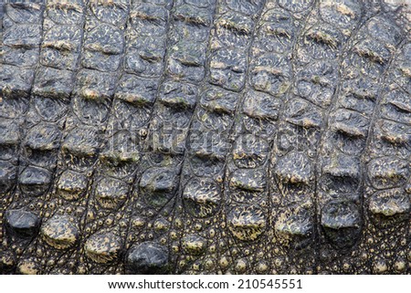 Crocodile skin