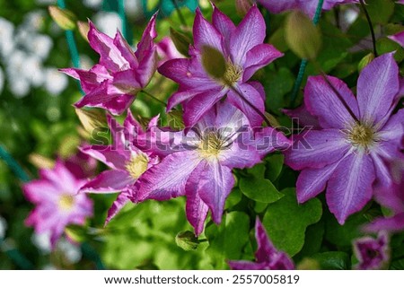 Foto Bild blühende Clematis in der Hecke